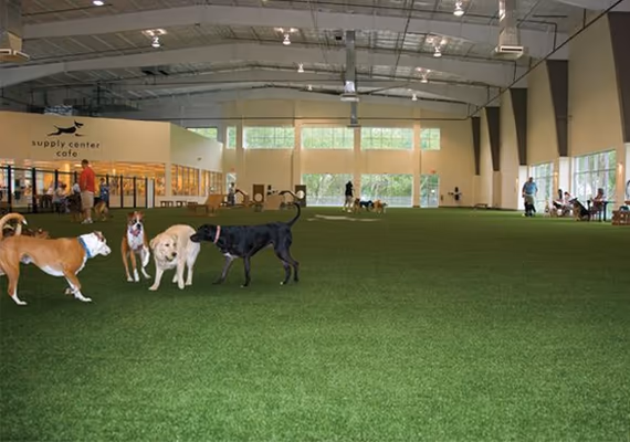The Indoor Dog Park photo 2